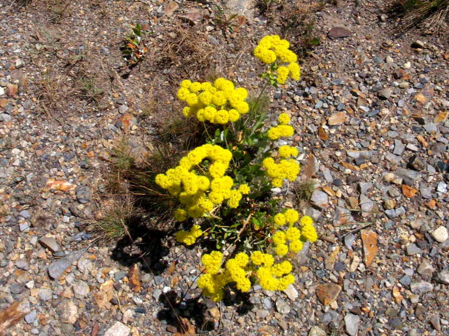 Flowers along the ascent.